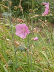 Malva hispanica