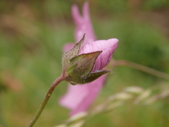 Malva hispanica