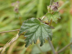 Malva hispanica