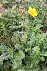 Geum rossii