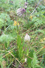 Silene uralensis