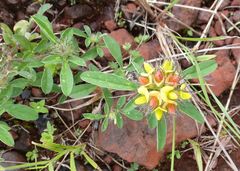 Crotalaria ononoides