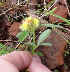 Crotalaria ononoides