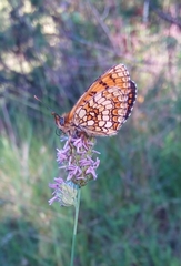 Melitaea deione