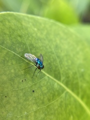 Condylostylus armipes