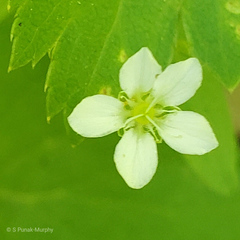 Moehringia