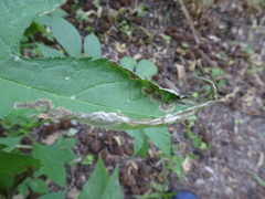 Agromyza ambrosivora