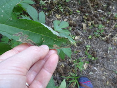 Agromyza ambrosivora