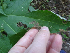 Agromyza ambrosivora