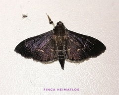 Pilocrocis