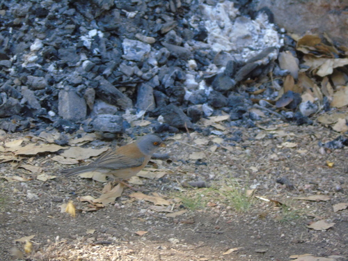 Baird's Junco (Junco bairdi), photo 10