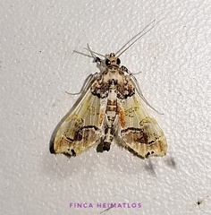 Neoleucinodes