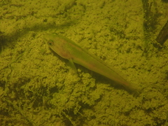 Channa striata