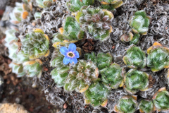 Eritrichium chamissonis