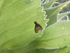 Trypetisoma sticticum