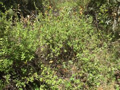 Clinopodium chandleri