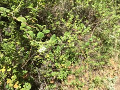 Clinopodium chandleri