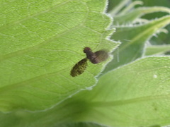 Trypetisoma sticticum