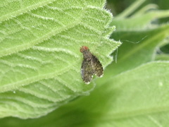 Trypetisoma sticticum