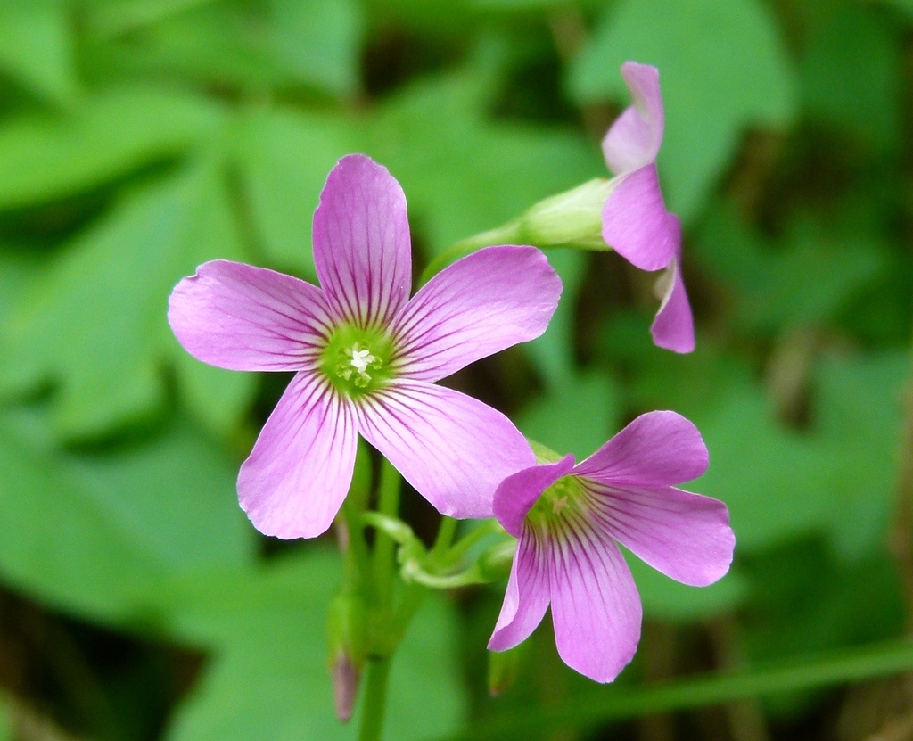 Largeflower Pink-sorrel From Jean Lafitte National Historical Park And 