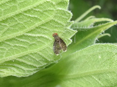 Trypetisoma sticticum