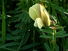 Vicia grandiflora