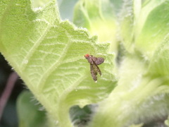 Trypetisoma sticticum