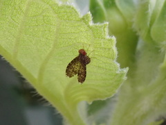 Trypetisoma sticticum