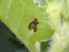 Trypetisoma sticticum