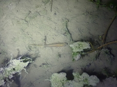 Xiphophorus hellerii