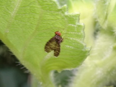 Trypetisoma sticticum