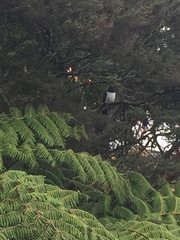 Hemiphaga novaeseelandiae