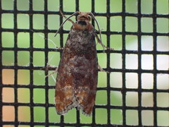 Retinia pallipennis