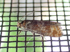 Retinia pallipennis