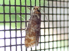 Retinia pallipennis