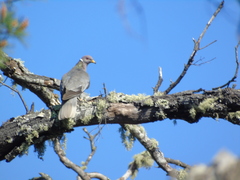 Patagioenas fasciata vioscae