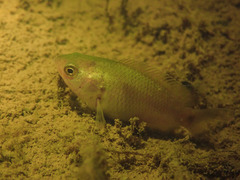 Anabas testudineus