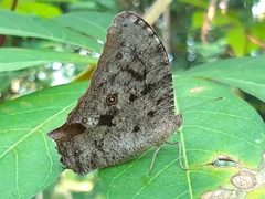 Melanitis leda