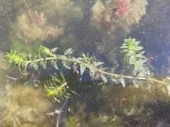 Elodea canadensis