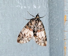 Hydriomena perfracta