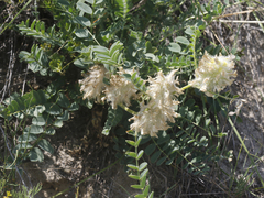 Astragalus vulpinus