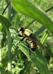 Laphria vorax