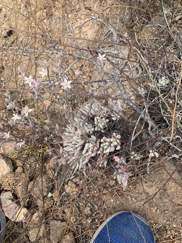 Dudleya attenuata