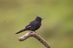 Knipolegus lophotes