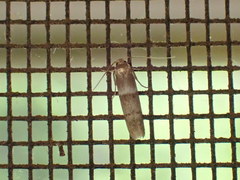 Blastobasis pulchella