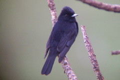 Knipolegus nigerrimus