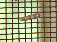 Blastobasis pulchella