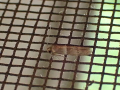 Blastobasis pulchella