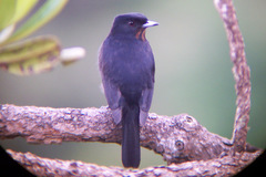 Knipolegus nigerrimus