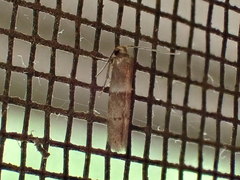 Blastobasis pulchella